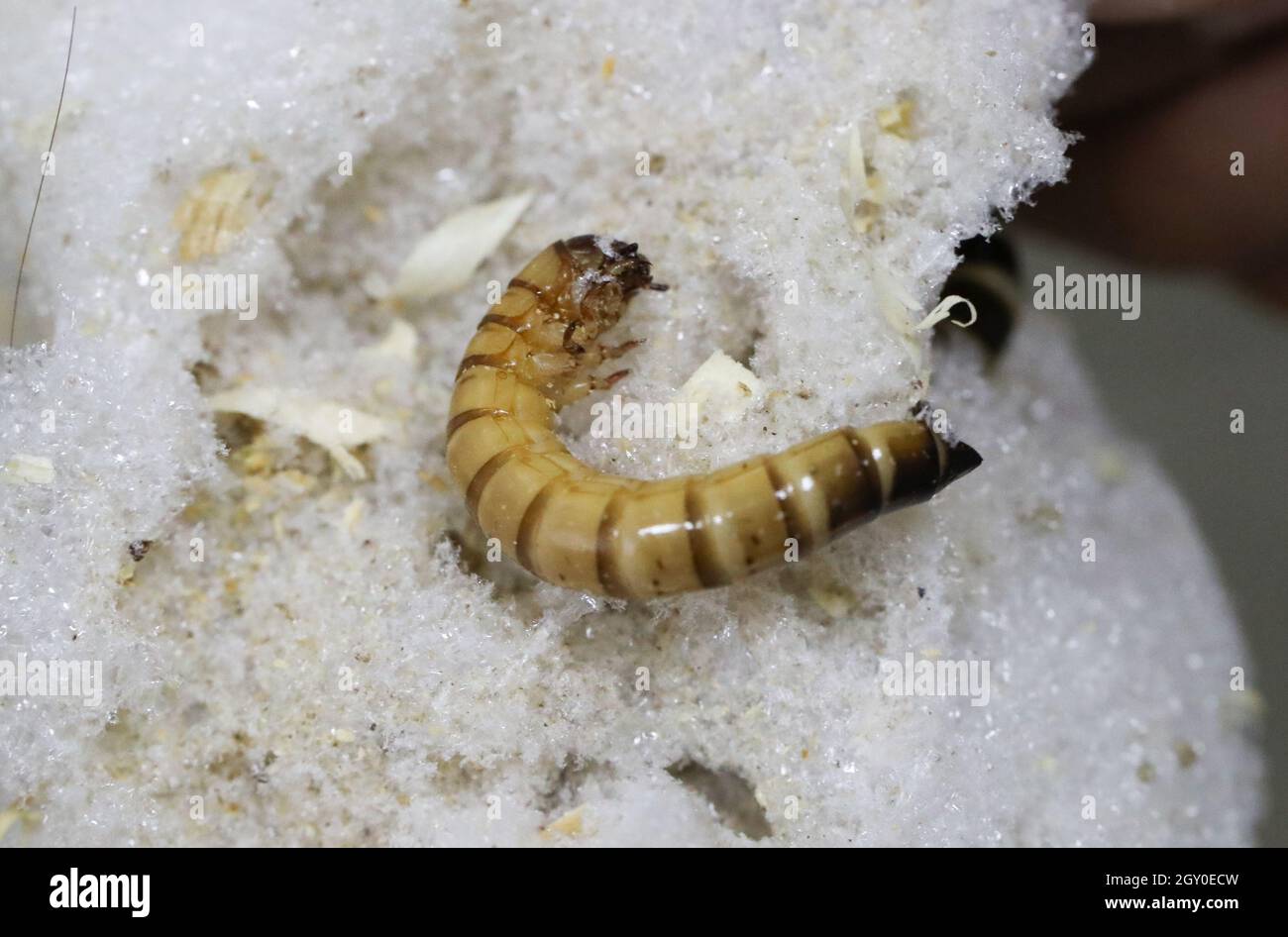 The Humans Stage High Resolution Stock Photography and Images Alamy