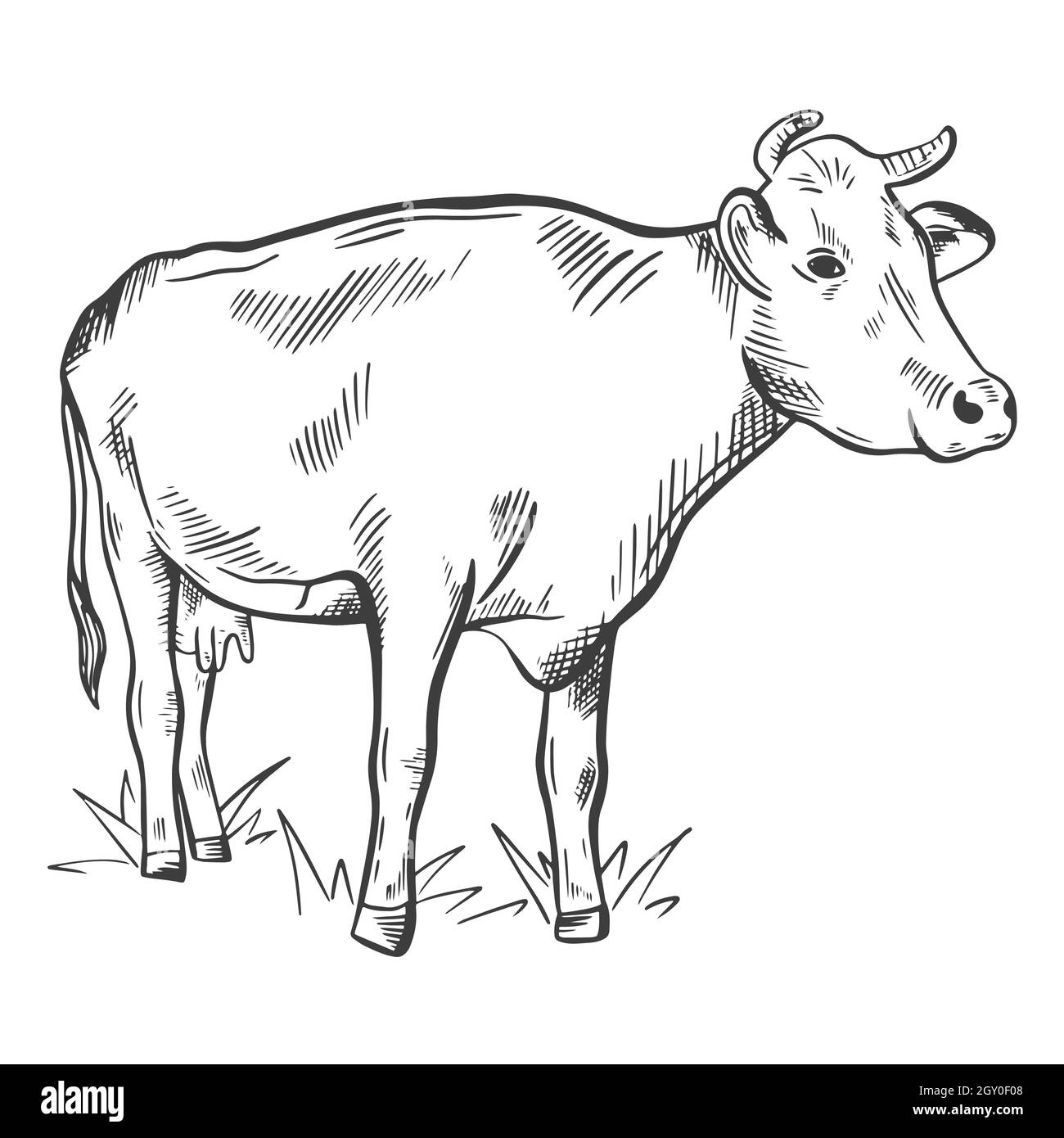 Hand sketch cow isolated object. Stock Vector