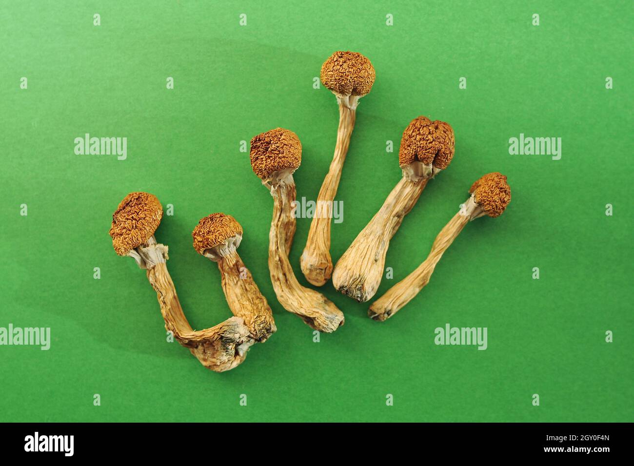 Dried psilocybin mushrooms on green background. Psychedelic magic mushroom Golden Teacher. Medical use, antidepressant. Micro-dosing concept. Stock Photo