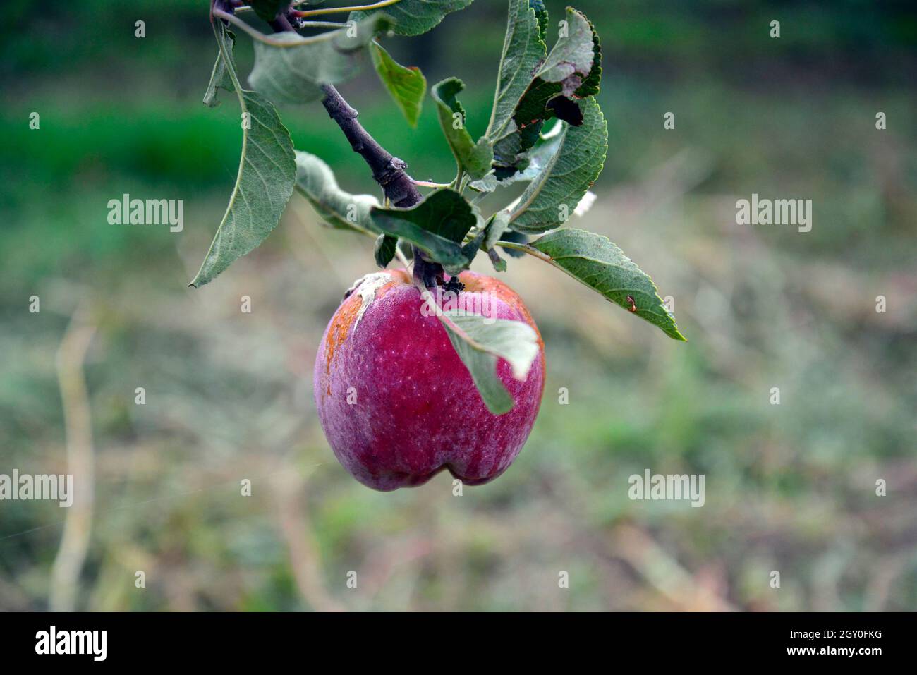 picture of ripe apples ready for harvesting , food and health Stock ...