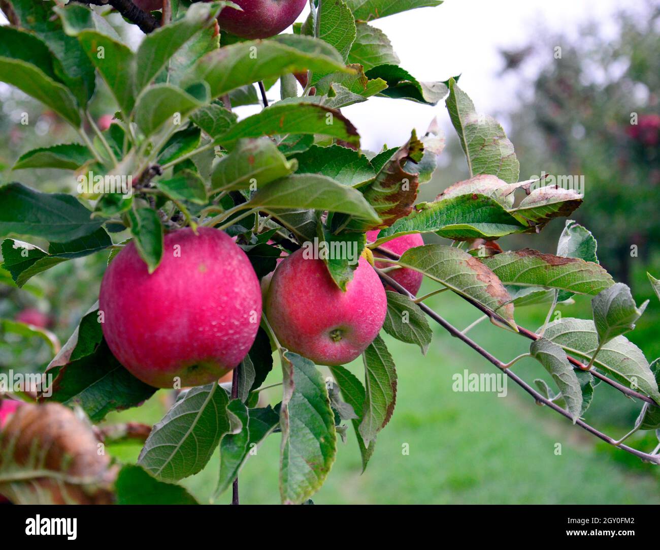 picture of ripe apples ready for harvesting , food and health Stock ...