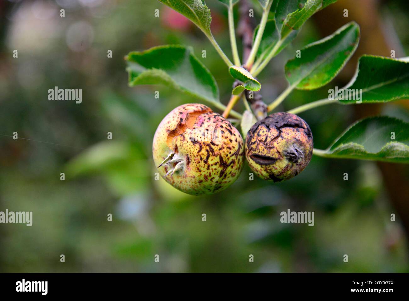 picture of ripe apples ready for harvesting , food and health Stock ...