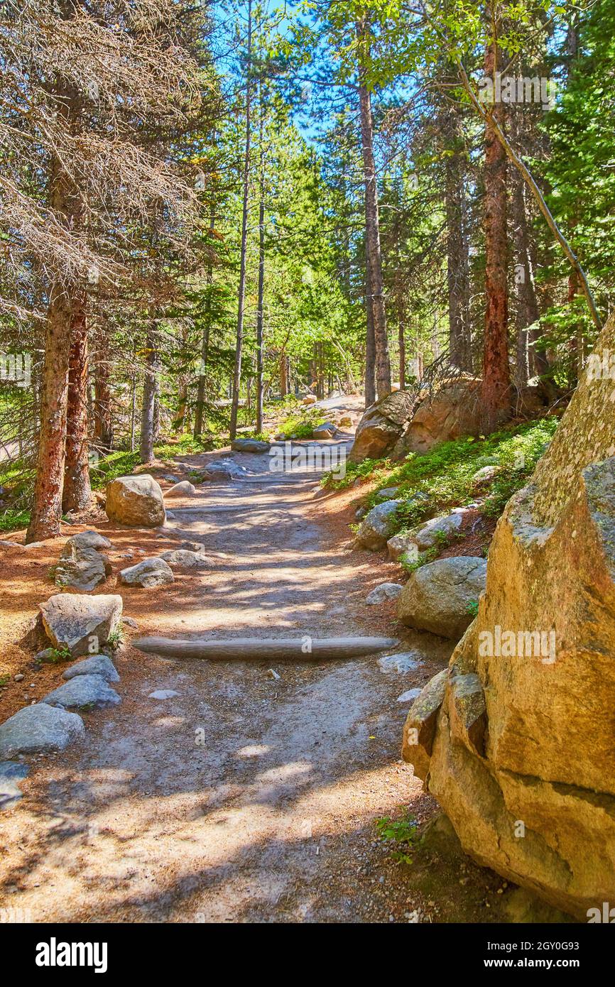 Simple trail path through pine trees with steps and stone guides Stock Photo