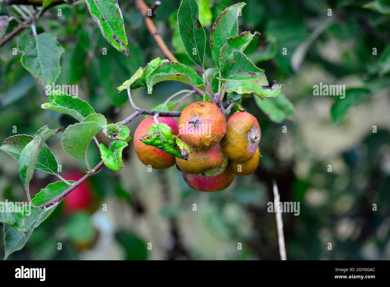 picture of ripe apples ready for harvesting , food and health Stock ...
