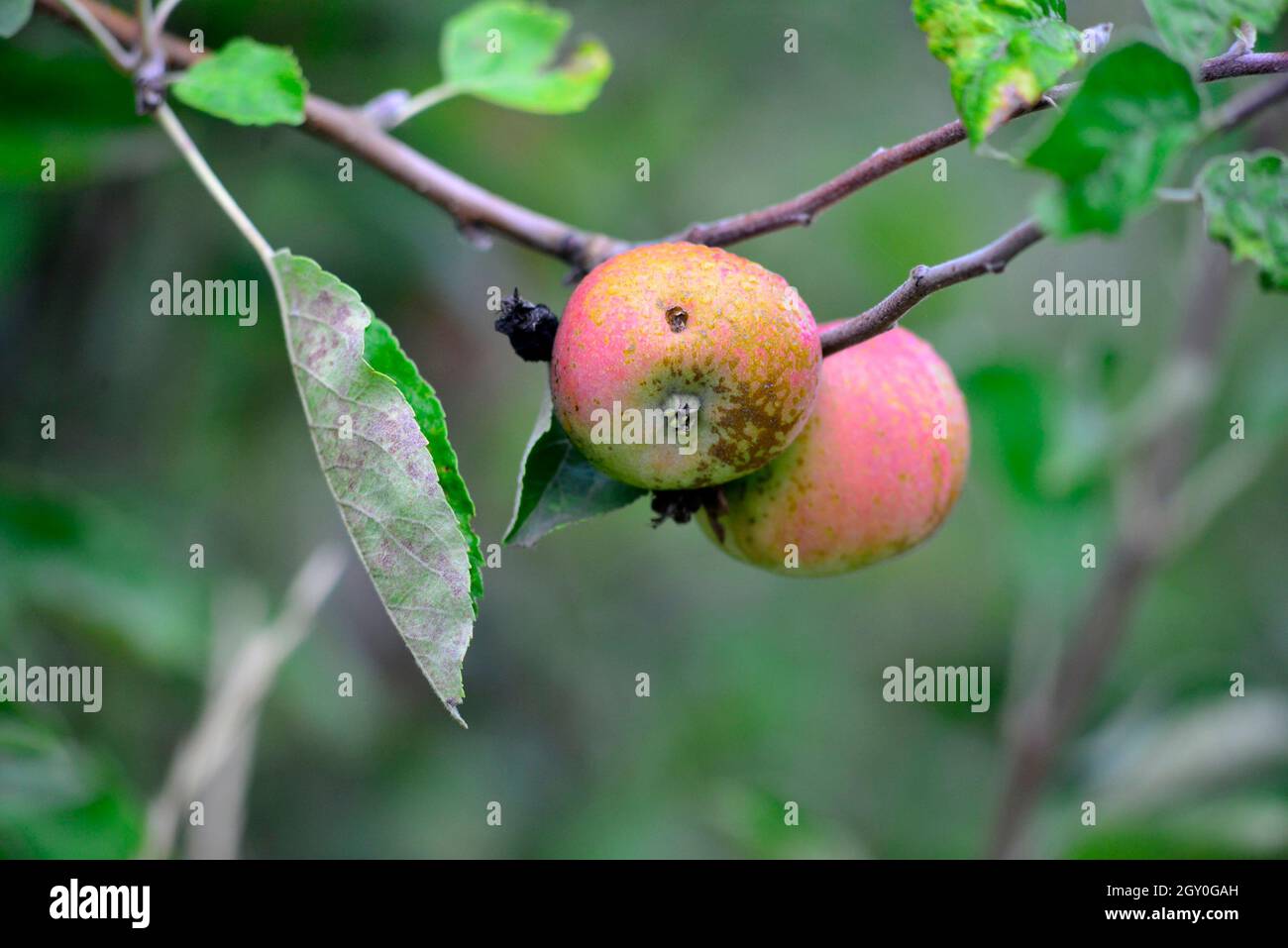 picture of ripe apples ready for harvesting , food and health Stock ...