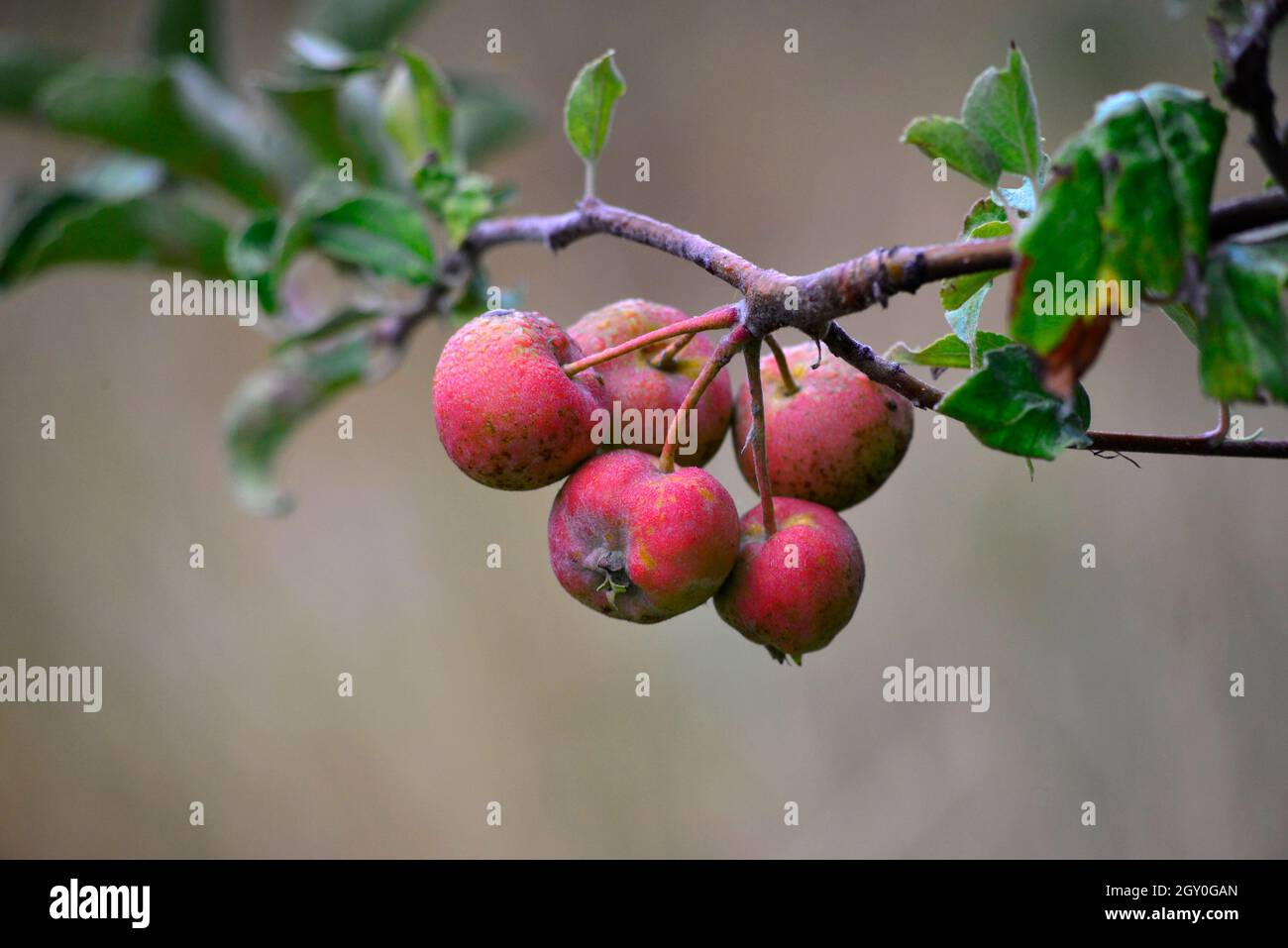 picture of ripe apples ready for harvesting , food and health Stock ...