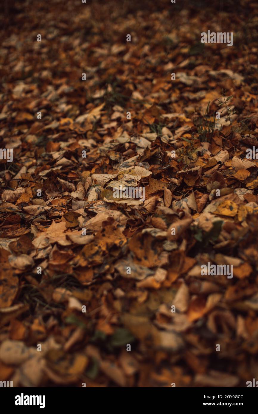 Yellow fallen dry maple leaves on the ground in the forest Stock Photo ...