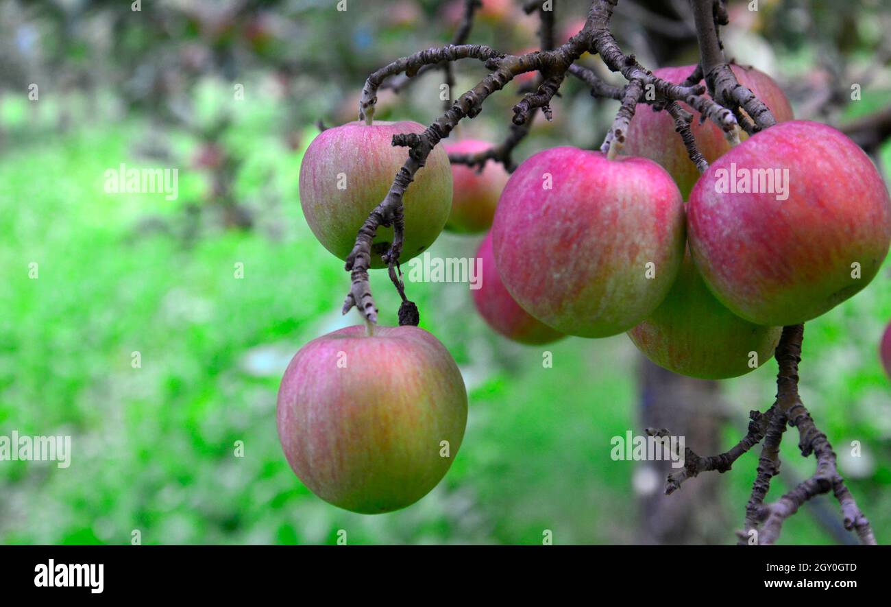 picture of ripe apples ready for harvesting , food and health Stock ...