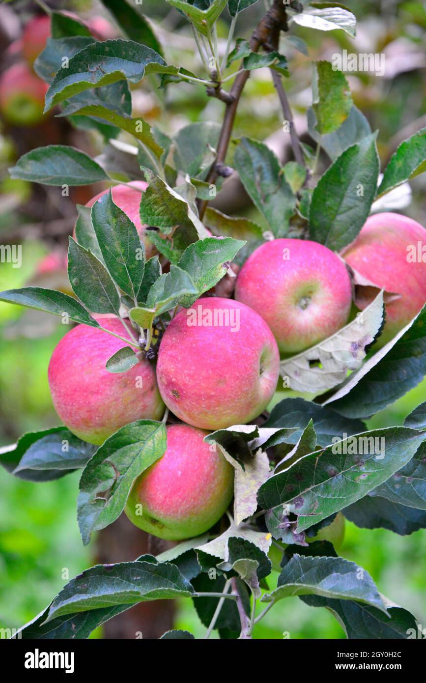 picture of ripe apples ready for harvesting , food and health Stock ...
