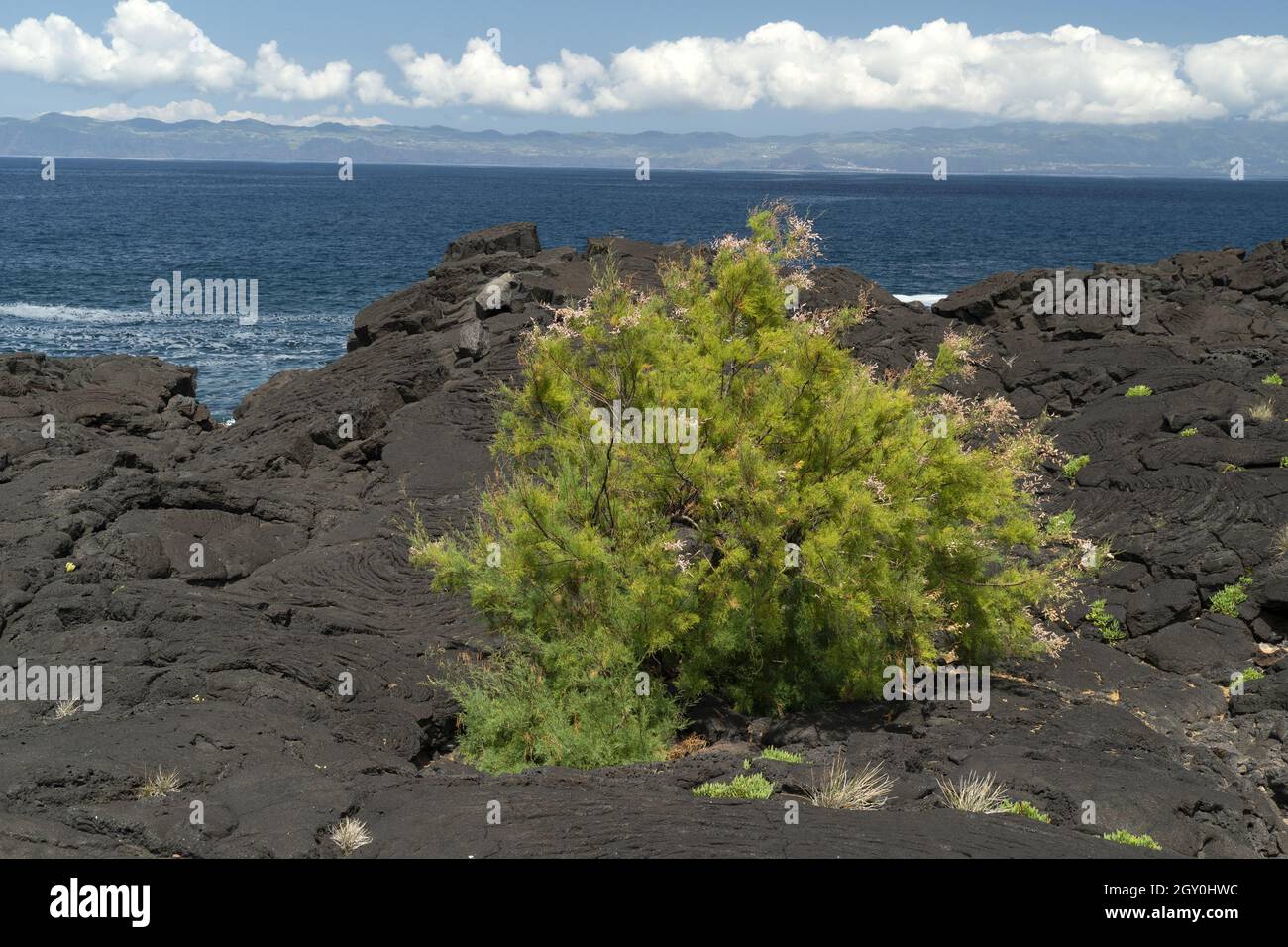 pico azores lava field by the sea detail close up Stock Photo - Alamy