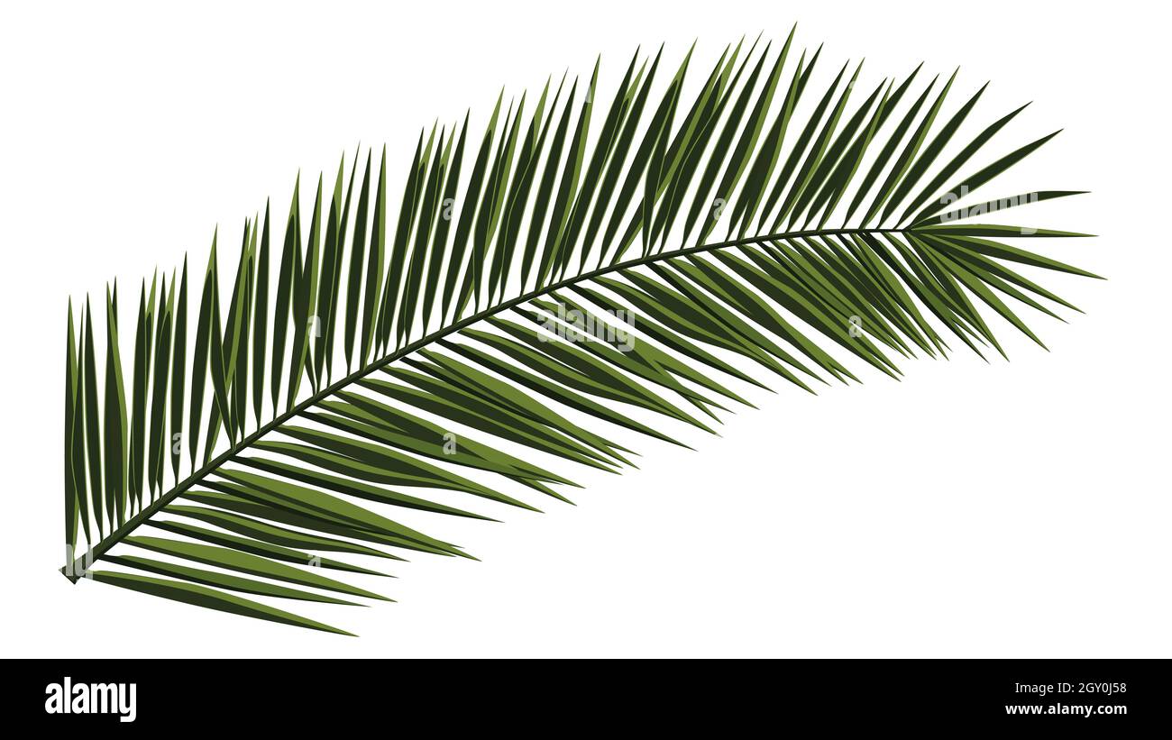 Green realistic palm branch isolated on white. Palm leaves for collage