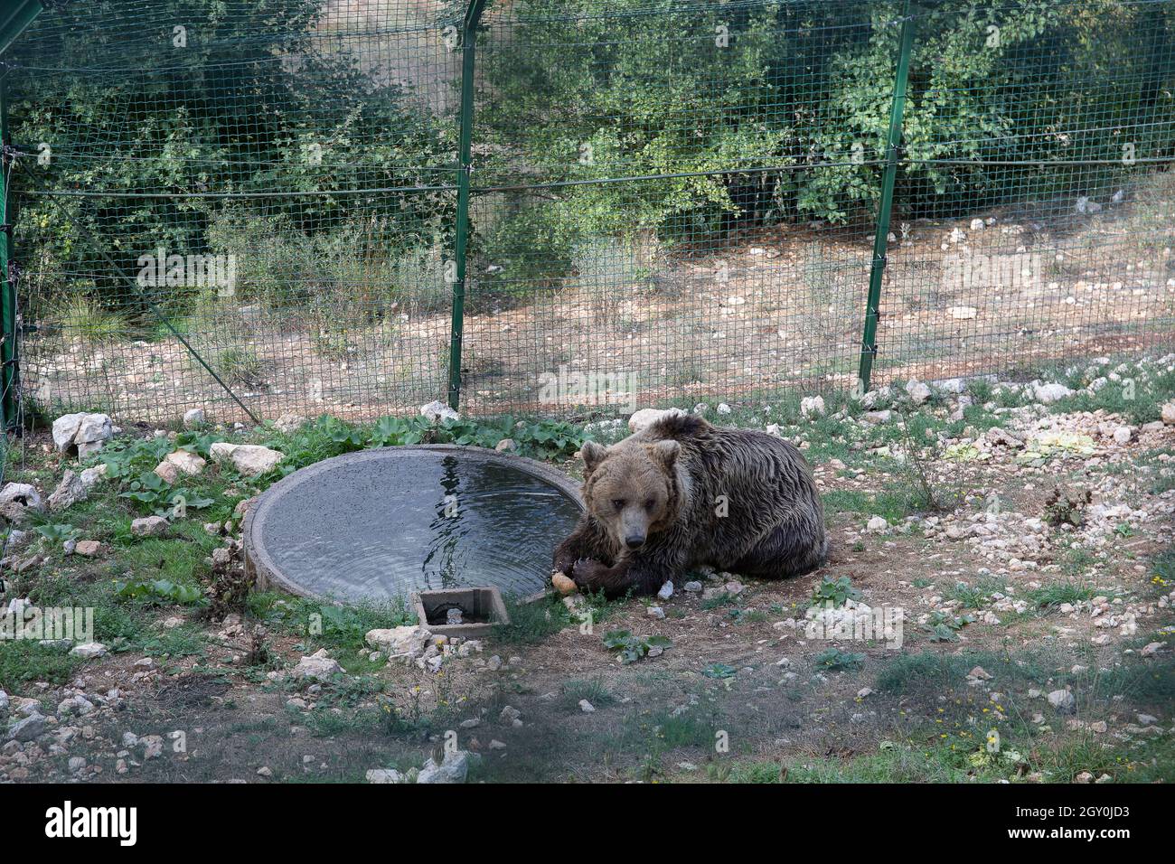 European brown bear in captivity in the enclosed wildlife area, eating bread. Stock Photo
