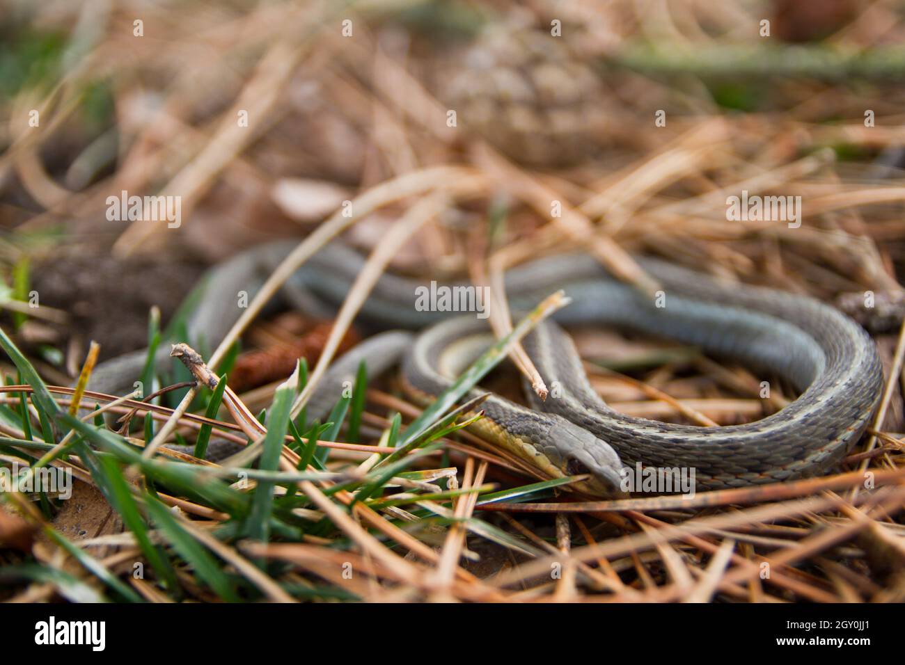 Small green garter snake coiled in brown and green grass Stock Photo