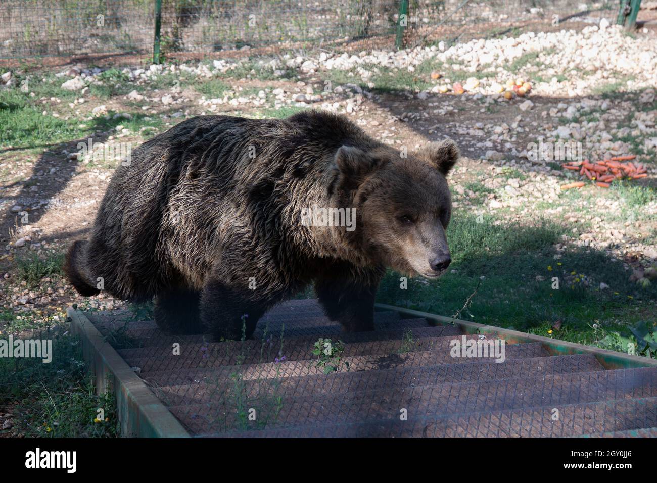 European brown bear in captivity, in an enclosed wildlife area. Stock Photo