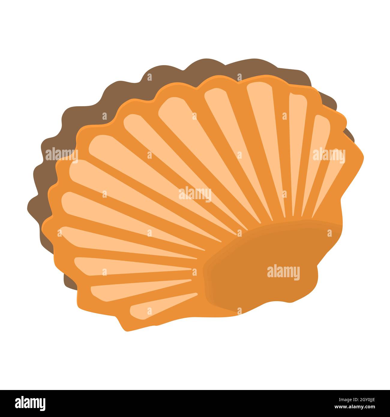 Cockle mollusc sea shell Stock Vector Images - Alamy