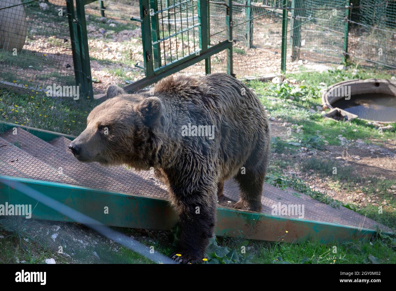 European brown bear in captivity, in an enclosed wildlife area. Stock Photo