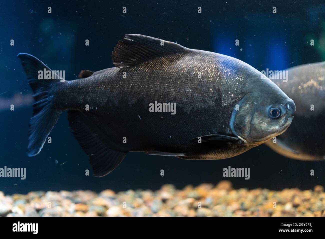 predatory fish from South America red pacu piranha swims in a huge