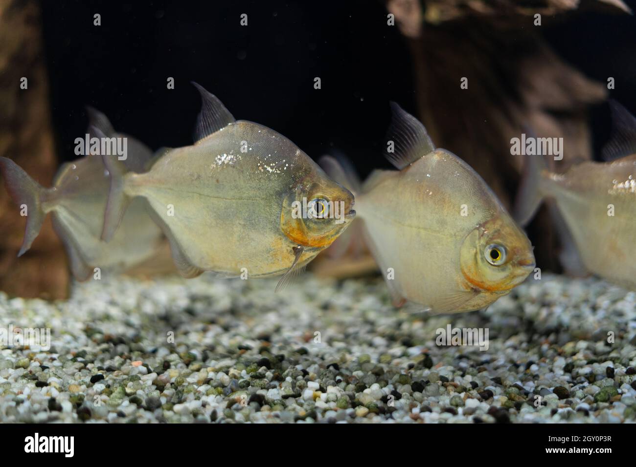 a flock of beautiful fish swims in the aquarium. Metynnis argenteus. Order: Characinous. Oceanarium. Stock Photo
