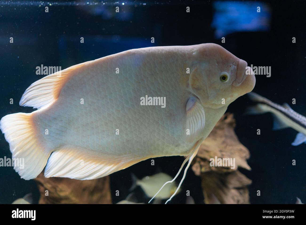 two white fish The real or giant gourami is a freshwater ray-finned fish of the macropod family. swims in a large aquarium. Stock Photo