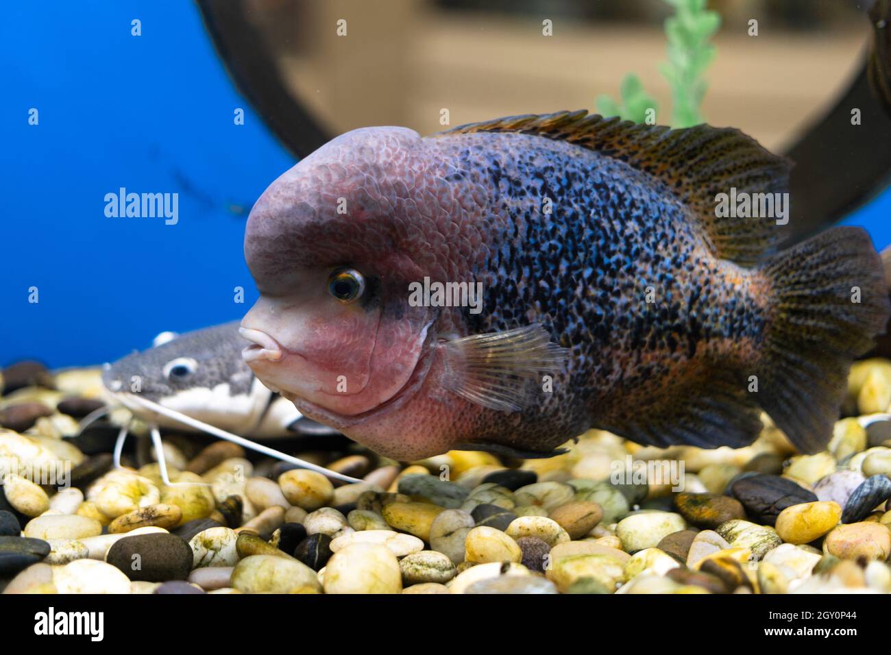 Cichlazoma rainbow or Vieja synspilum Cichlasoma sensillum fish swims in the aquarium. Stock Photo