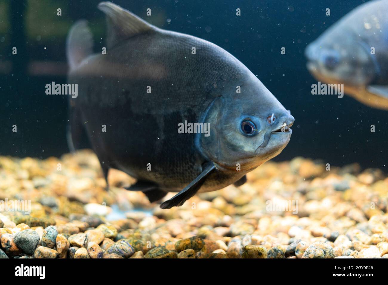 A school of red pacu piranha fish swims in the aquarium. Predatory fish. Stock Photo