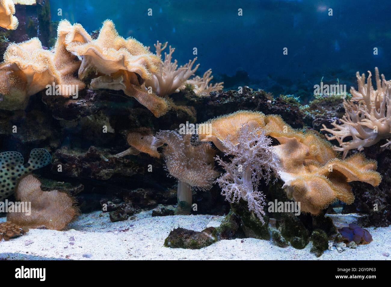 An underwater photo of a colony of mushroom corals Fungiidae on a reef in an aquarium. Colorful corals growing on the ocean floor. Stock Photo