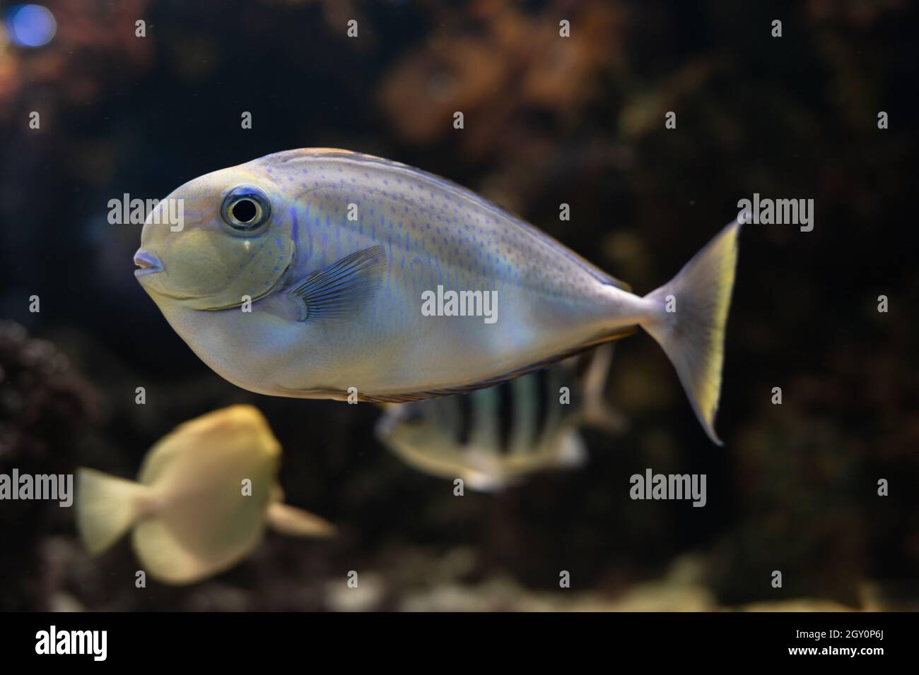 Sohal surgeonfish. Fish - a type of bone fish Osteichthyes. Fish-surgeons. Stock Photo