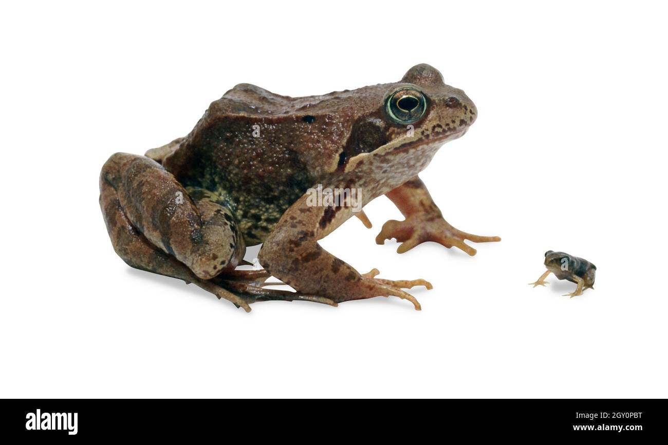 Baby frog mother hires stock photography and images Alamy