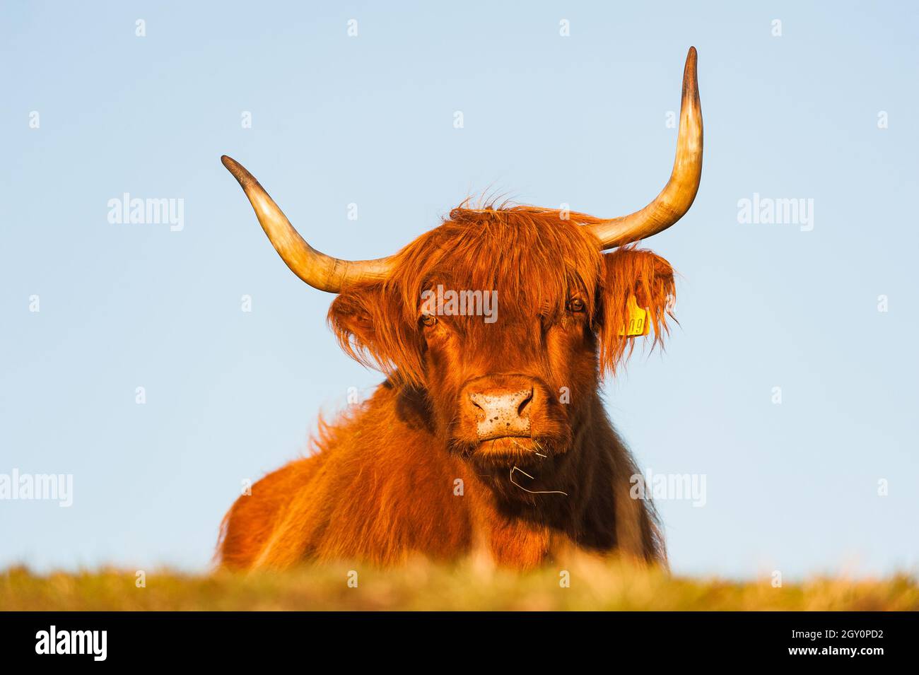 Long shaggy coat hi-res stock photography and images - Alamy