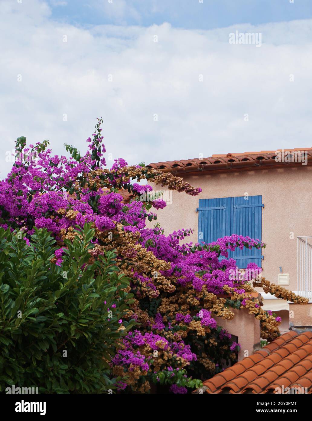 Exterior of house in southern France featuring terracotta roof tiles, blue wooden window shutters and plant with purple flowers in bloom Stock Photo