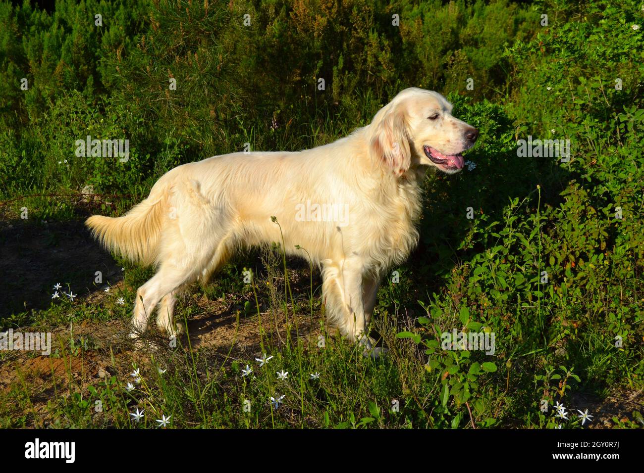 English Setter Bird Hunting Dog in Pointing Stance Stock Photo