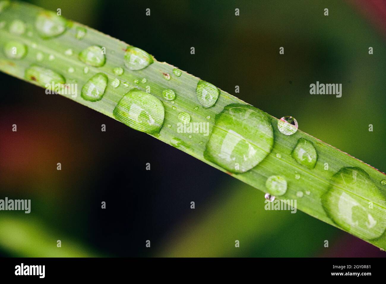 Drops of water on leaf macro Stock Photo