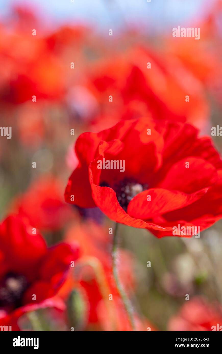 Red poppy plant hires stock photography and images Alamy