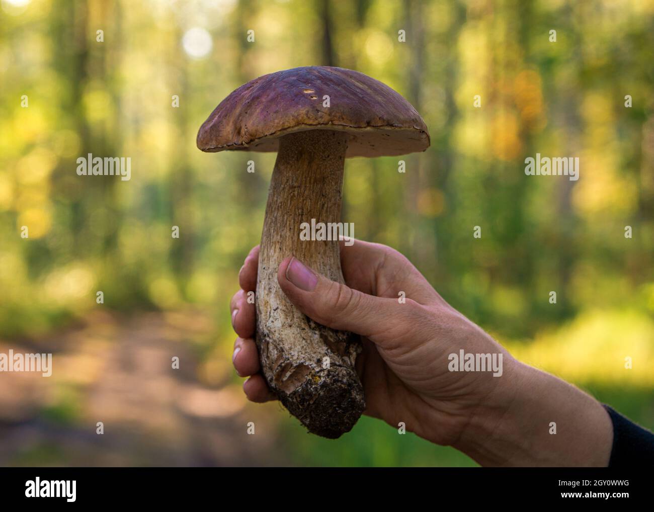 edible porcini mushroom in human hand on forest background Stock Photo