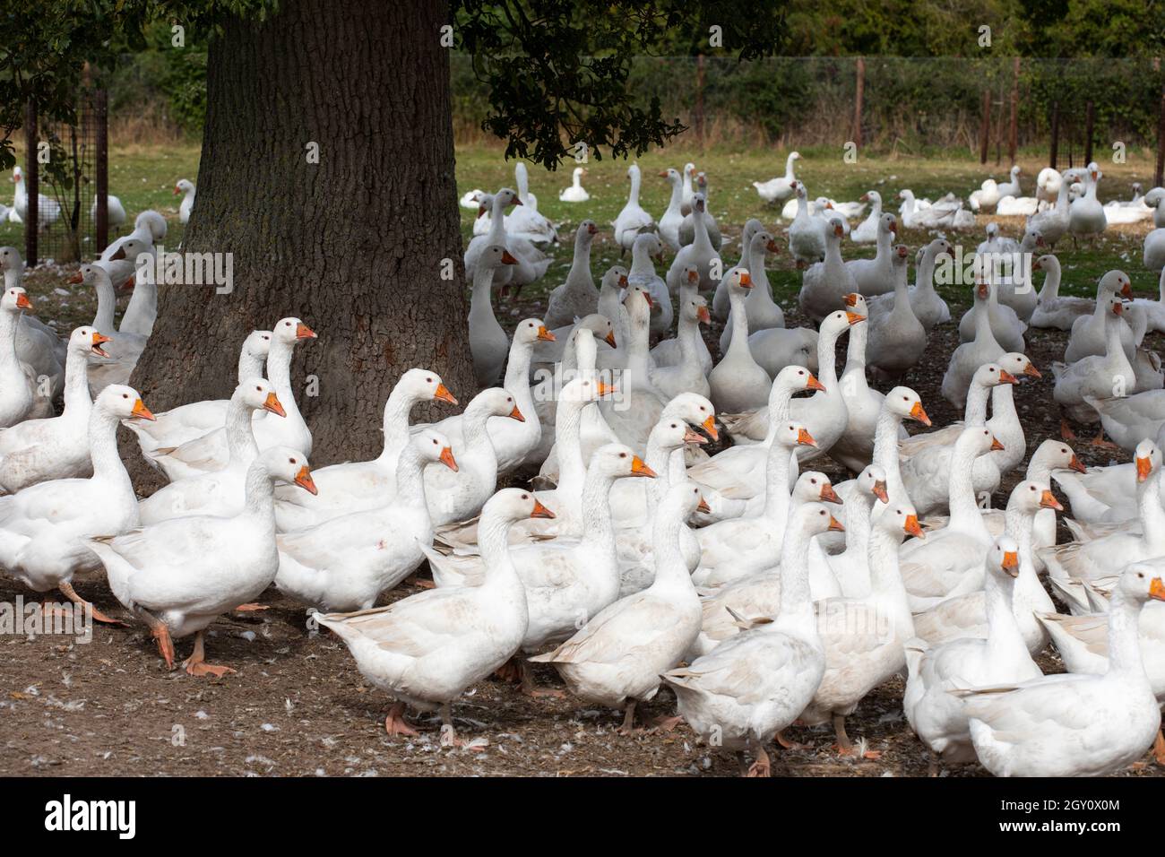 Geese roaming on a farm n Warwickshire, UK. They are being reared for the Christmas market. Stock Photo