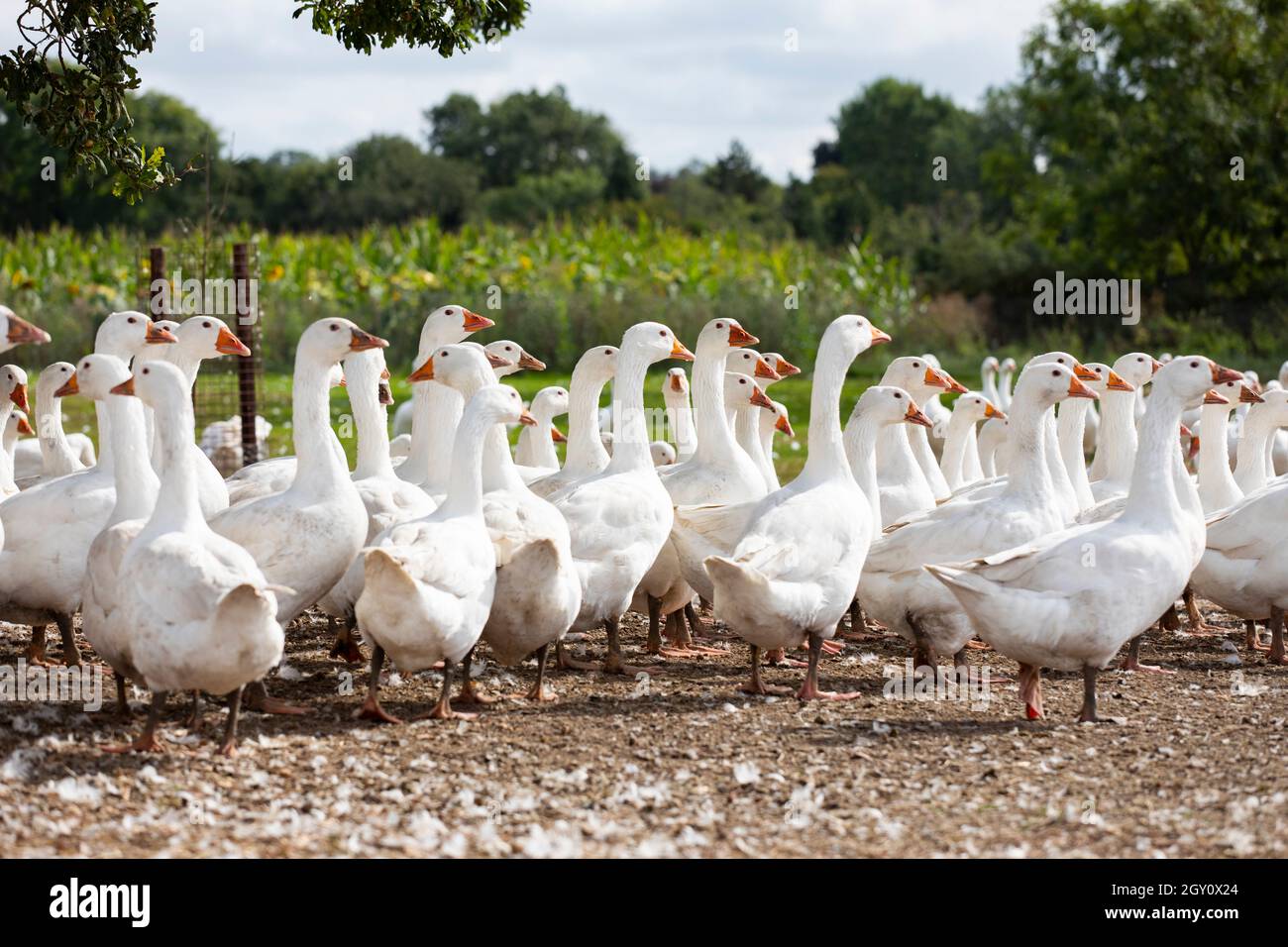 Geese roaming on a farm n Warwickshire, UK. They are being reared for the Christmas market. Stock Photo