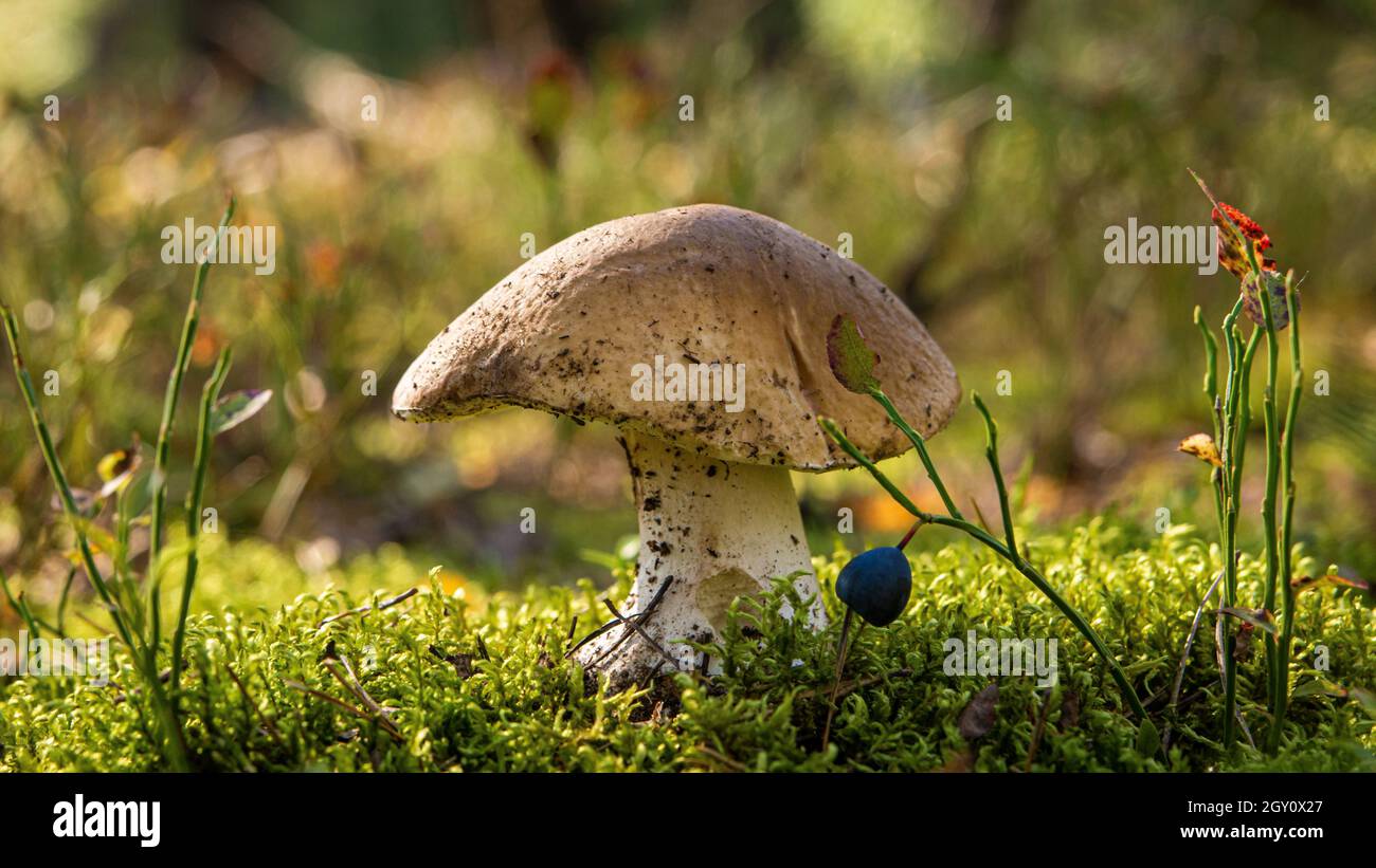 edible porcini mushroom in a forest glade close-up under the light of sunlight with beautiful bokeh Stock Photo