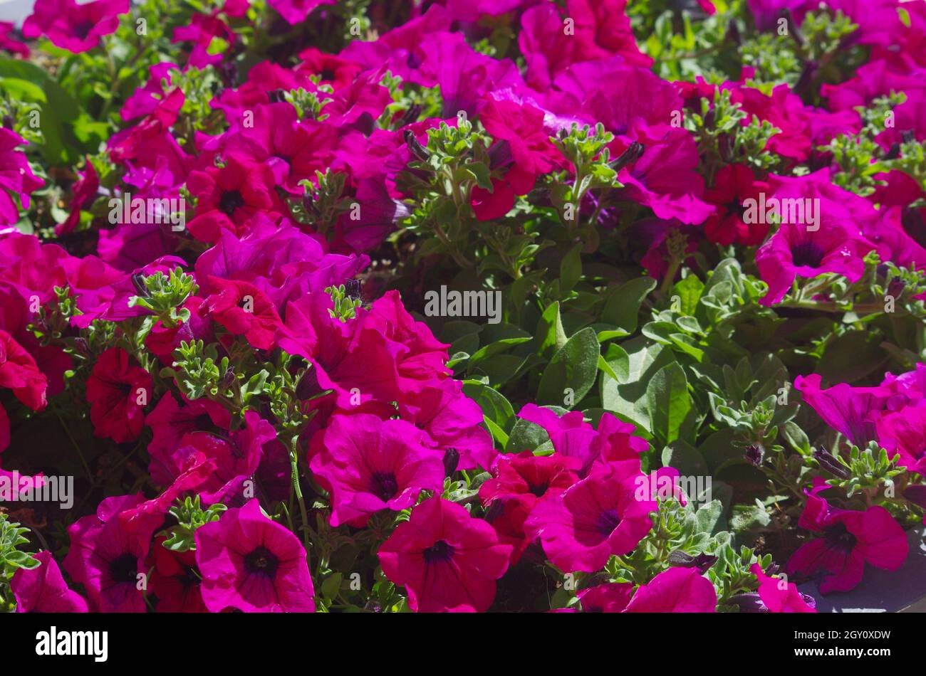 Flowerbed with fuchsia petunia flowers Stock Photo Alamy