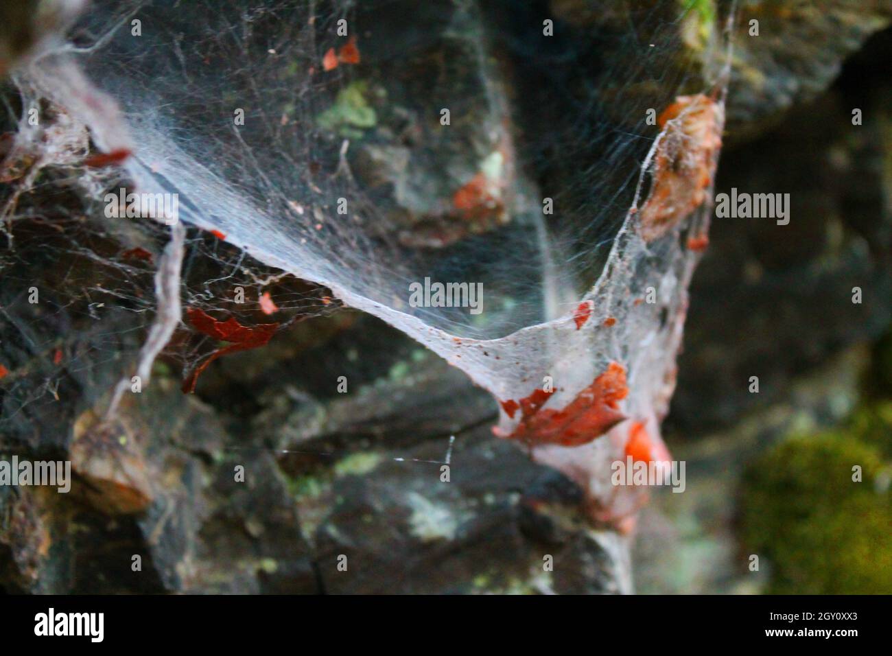 As if caught in a cobweb hi-res stock photography and images - Alamy