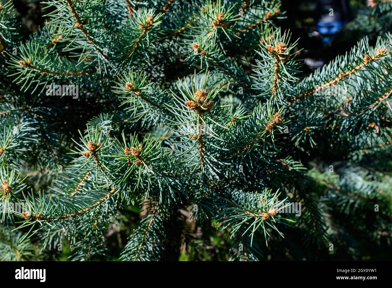 Close up of many green leaves of  Abies alba coniferous tree known as European silver fir, in a sunny summer garden, beautiful outdoor monochrome back Stock Photo