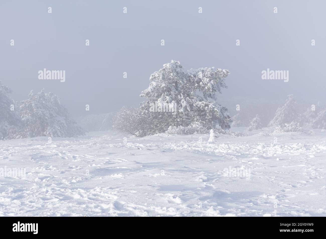 Snow pine mountains. Fabulous magical winter landscape. A walk along the slopes of the mountains in a snowfall. Incredible amazing landscape. The conc Stock Photo