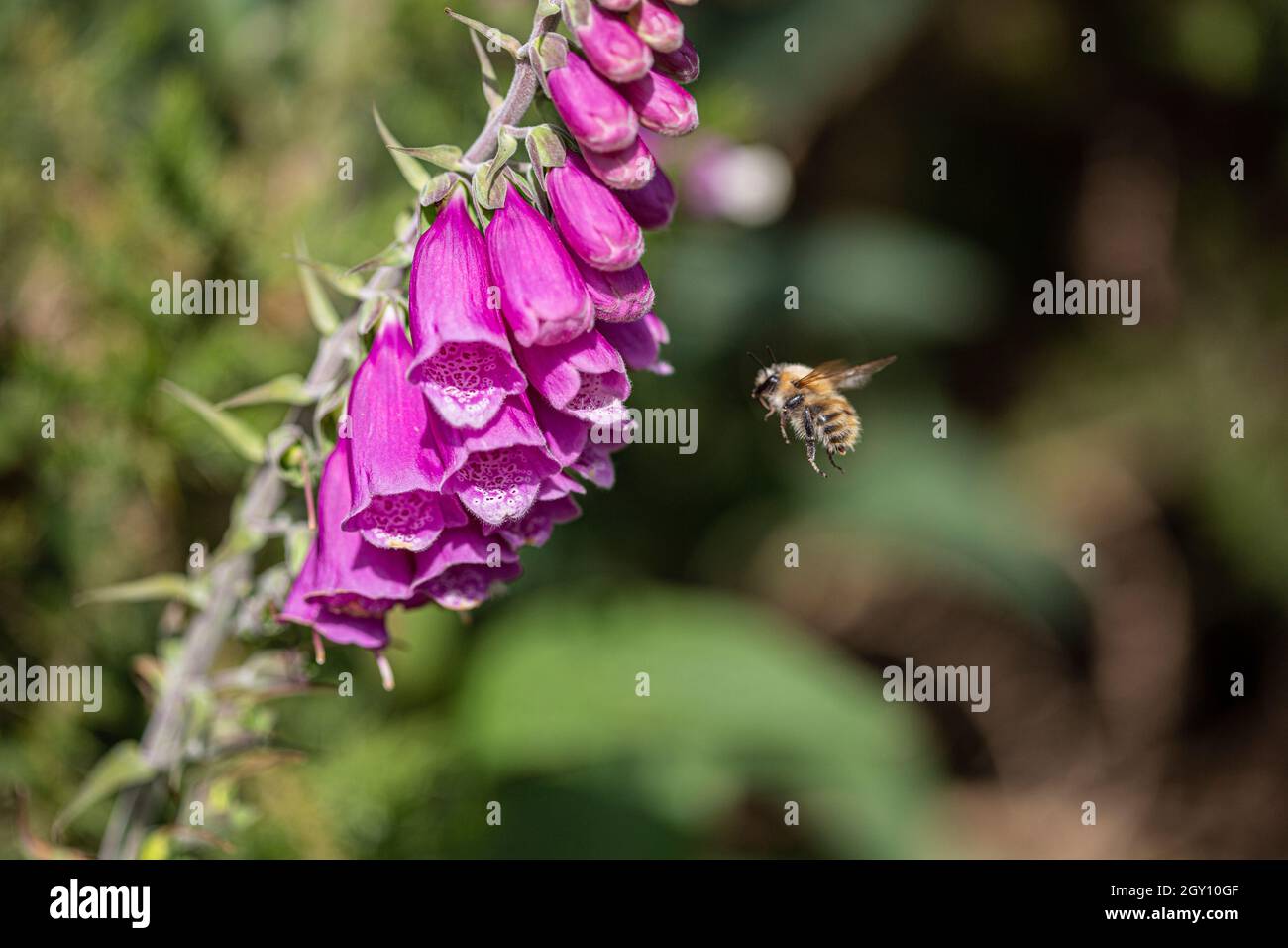Foxbee Insect Bee flying towards foxglove hi-res stock photography and images - Alamy