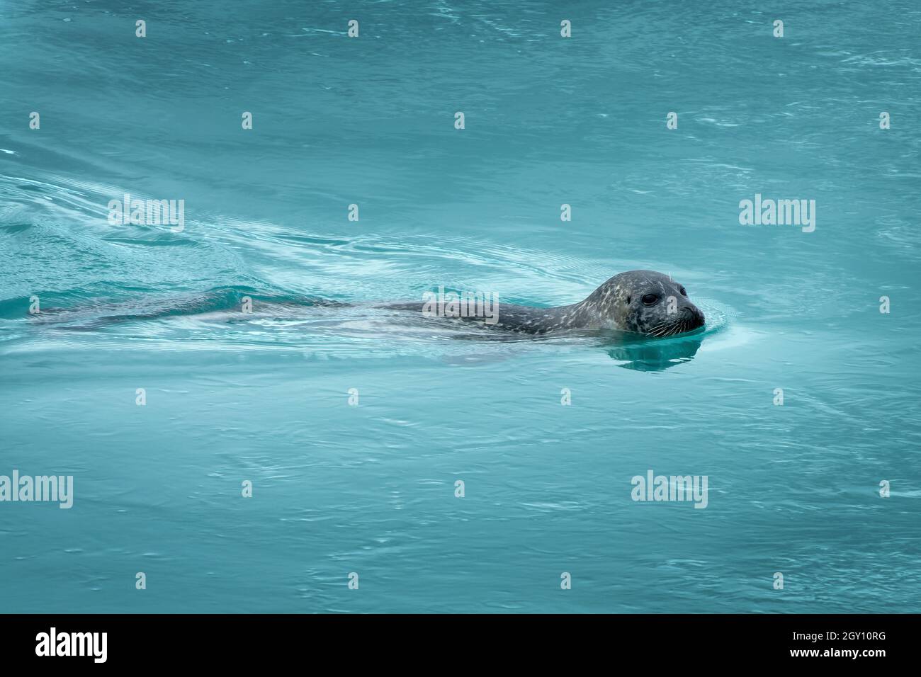 Close up of a common seal swimming  in the icy blue water of Jokulsarlon glacier lagoon, Iceland Stock Photo