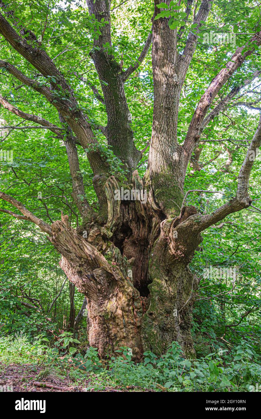 Gnarled old oak tree hi-res stock photography and images - Alamy