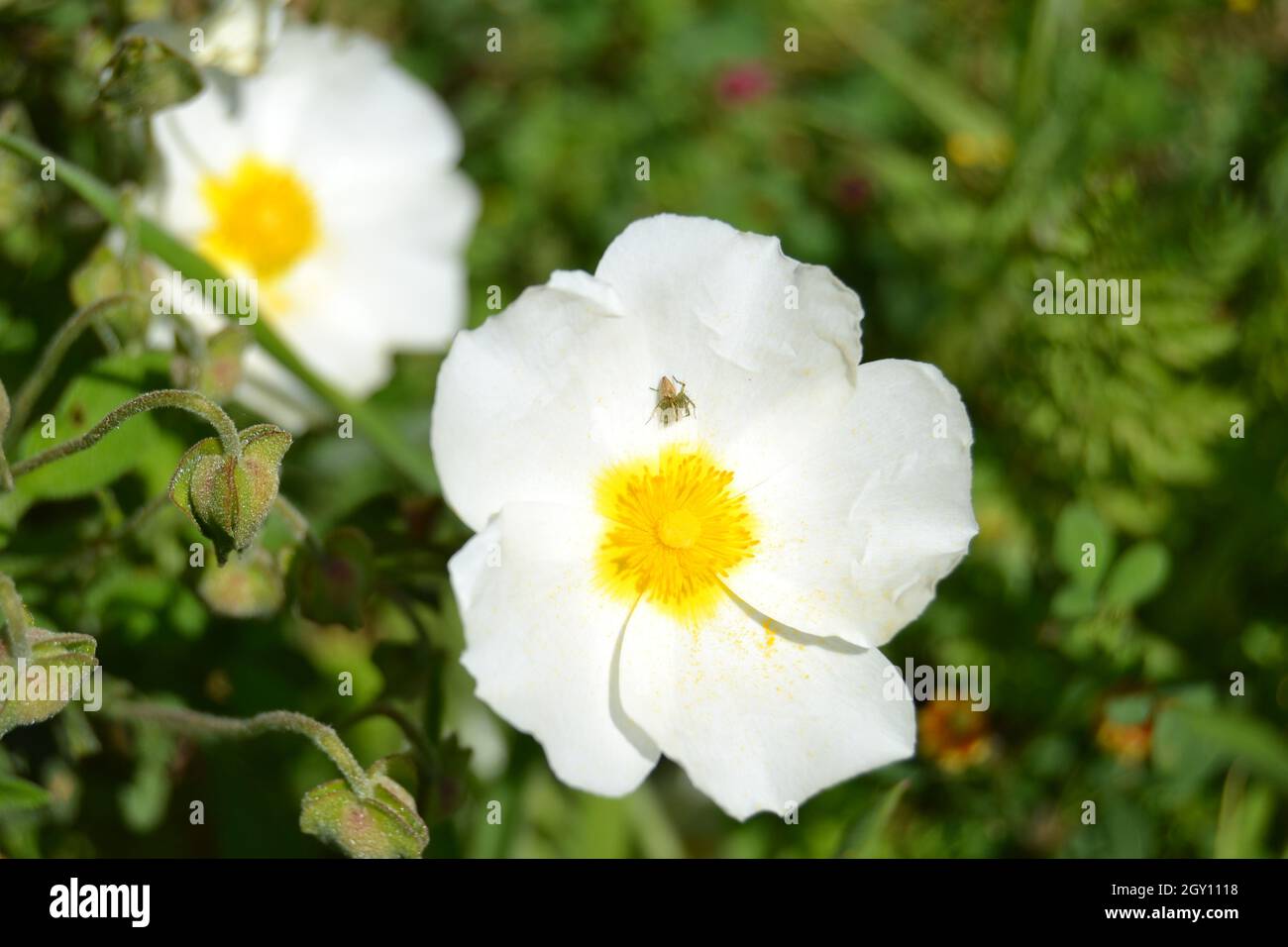 Cistus Monspeliensis Flower with Little Spider Stock Photo