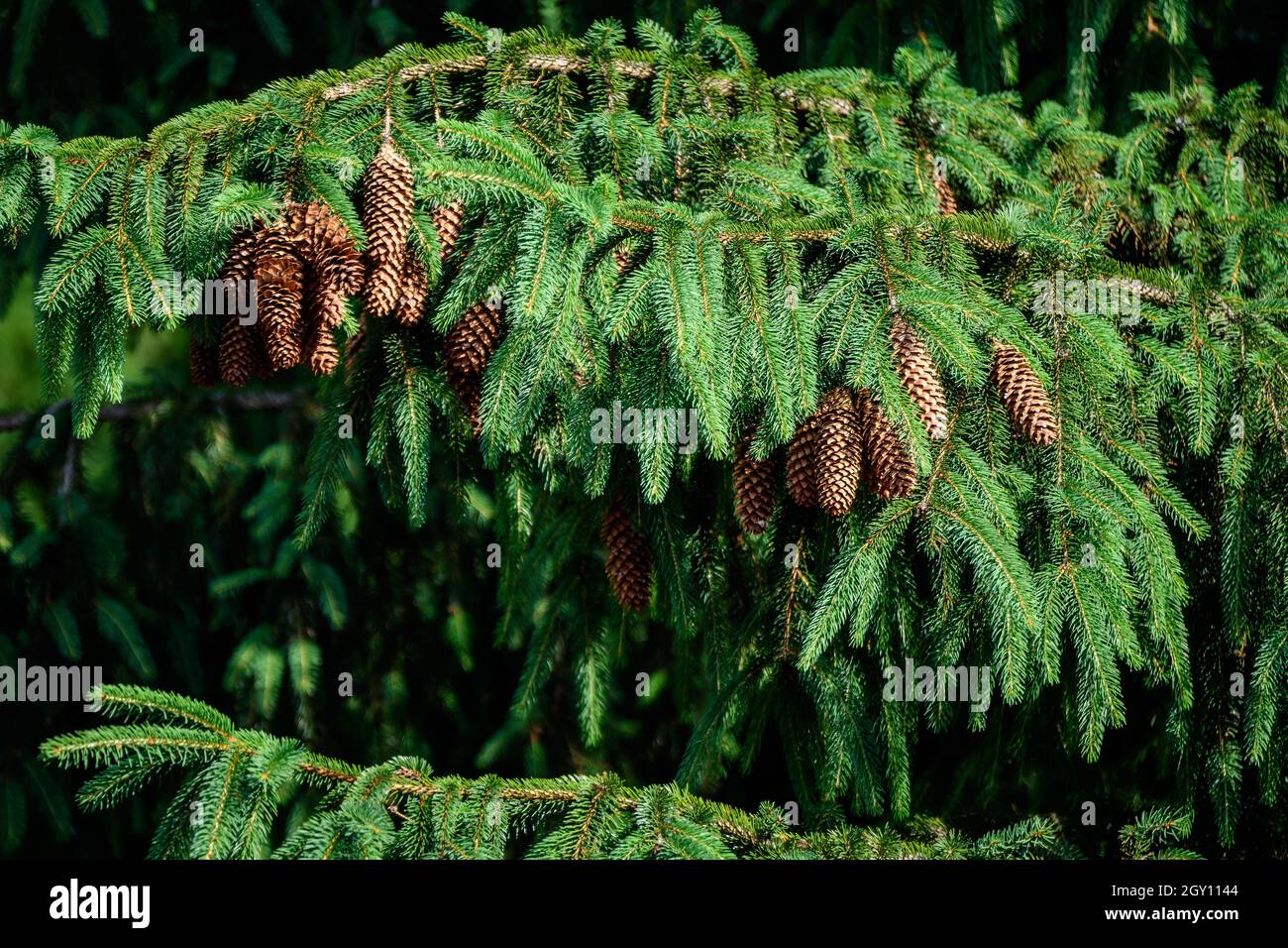 Many green leaves or needles and brown cones of fir coniferous tree in a forest at at mountains, in a sunny summer day, beautiful outdoor monochrome b Stock Photo