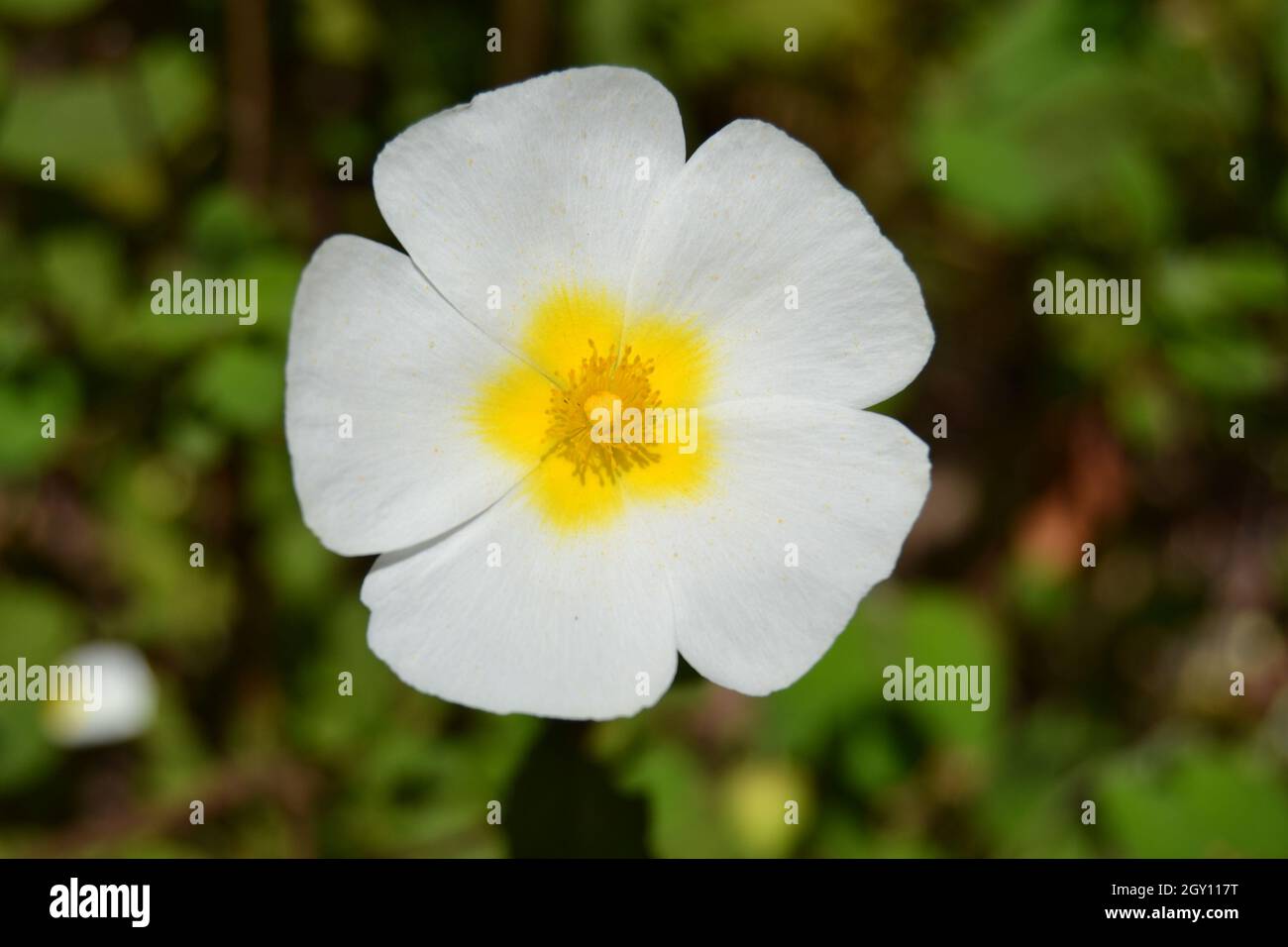 Cistus Salviifolius ( sage leaved, rock rose, salvia cistus) Close up White Flower Stock Photo