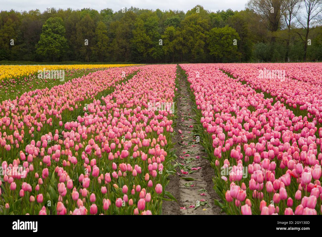 Colorful field of tulips in the Netherlands Stock Photo - Alamy