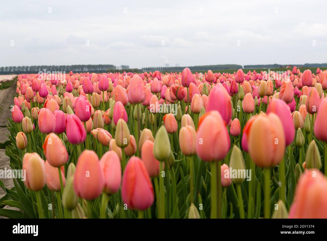 Colorful field of tulips in the Netherlands Stock Photo - Alamy