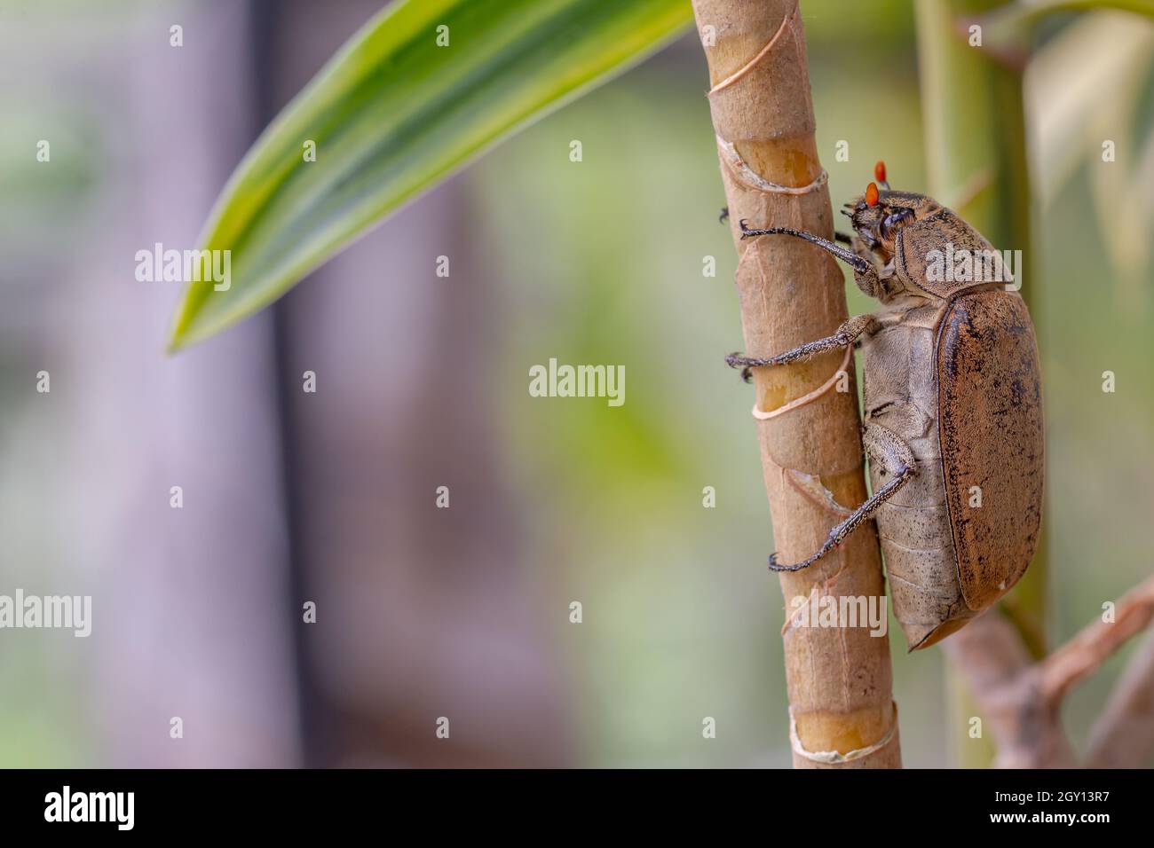 A sugarcane white grub or Phyllopoga Postancessis perches on a dracaena plant Stock Photo